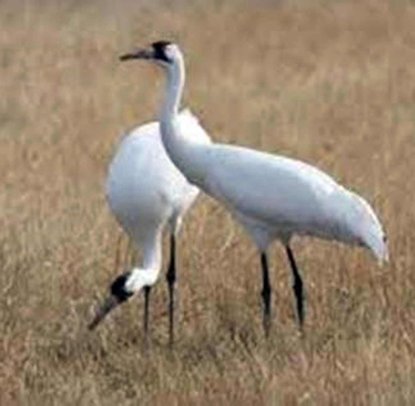 Whooping cranes